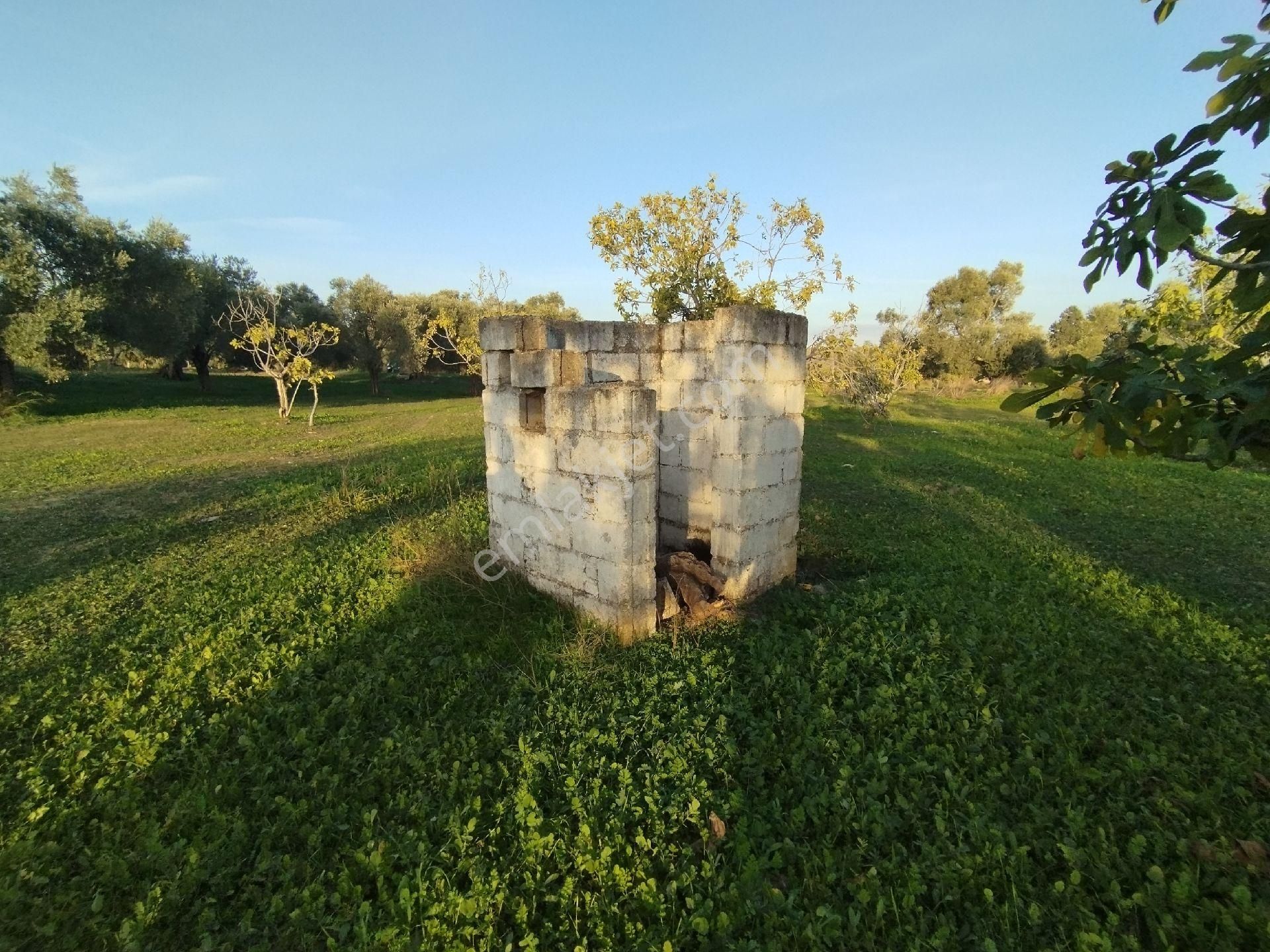 Hıdırbeylide İncir Ve Zeytin Bahçesi - Görsel 13