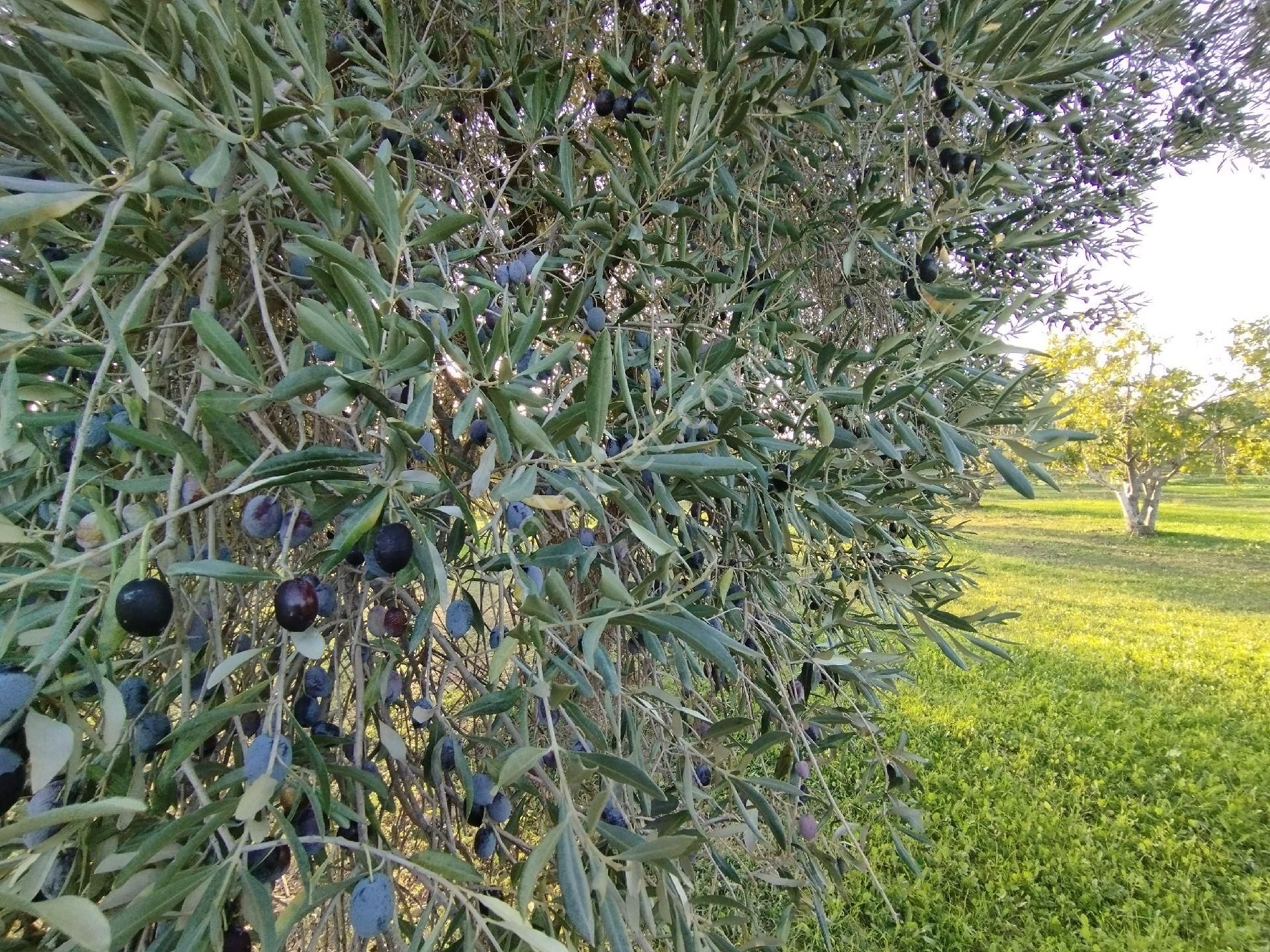 Hıdırbeylide İncir Ve Zeytin Bahçesi - Görsel 26