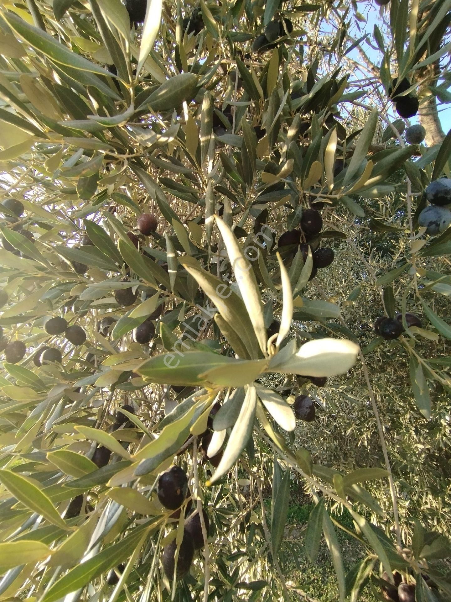 Hıdırbeylide İncir Ve Zeytin Bahçesi - Görsel 11