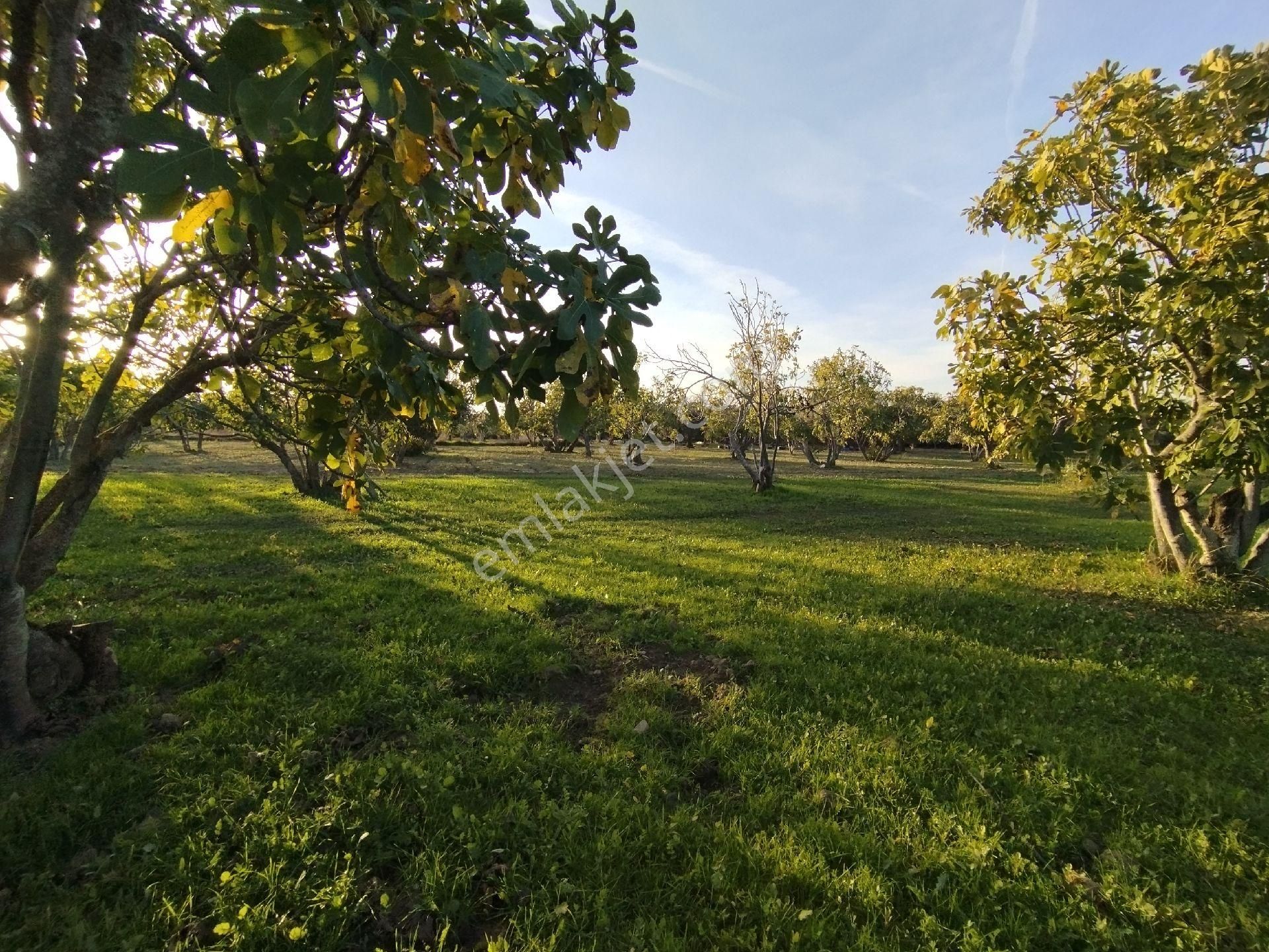 Hıdırbeylide İncir Ve Zeytin Bahçesi - Görsel 22