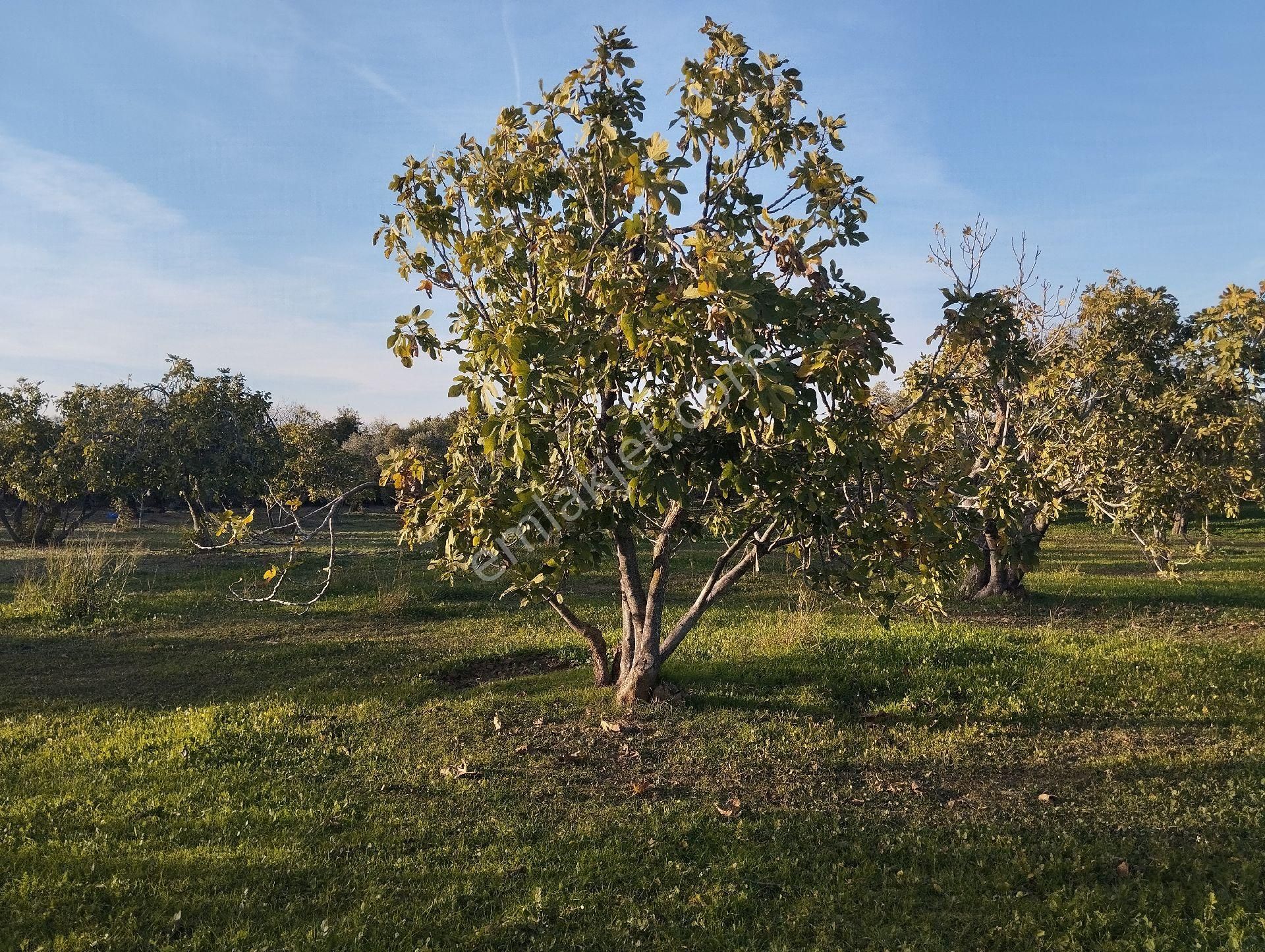 Hıdırbeylide İncir Ve Zeytin Bahçesi - Görsel 23