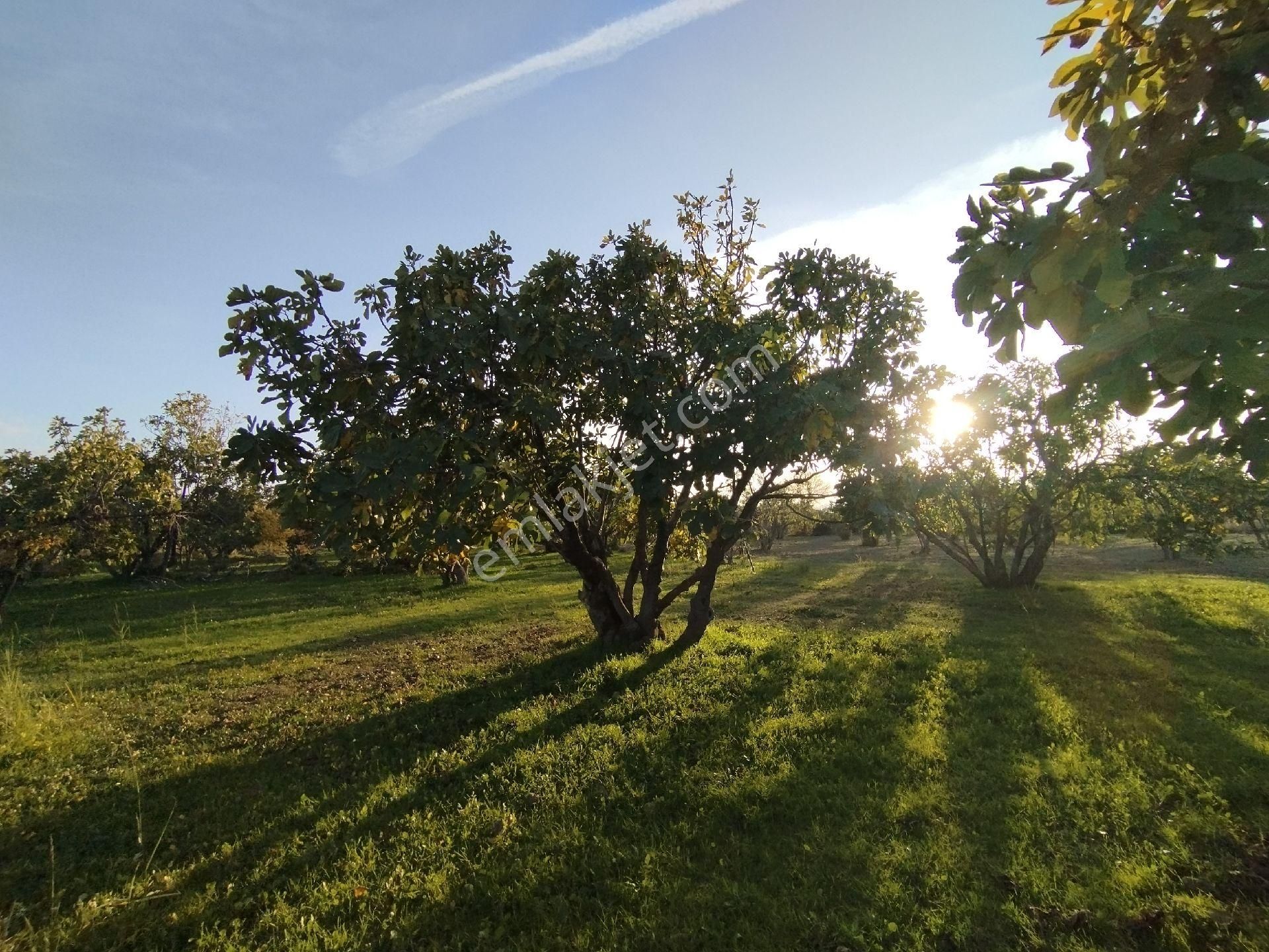 Hıdırbeylide İncir Ve Zeytin Bahçesi - Görsel 20