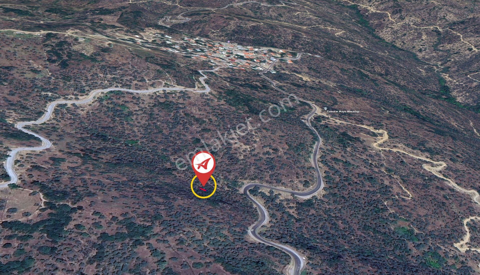 Aydın Karpuzlu Cumalar Satılık 40m2 Zeytinlik - Görsel 6