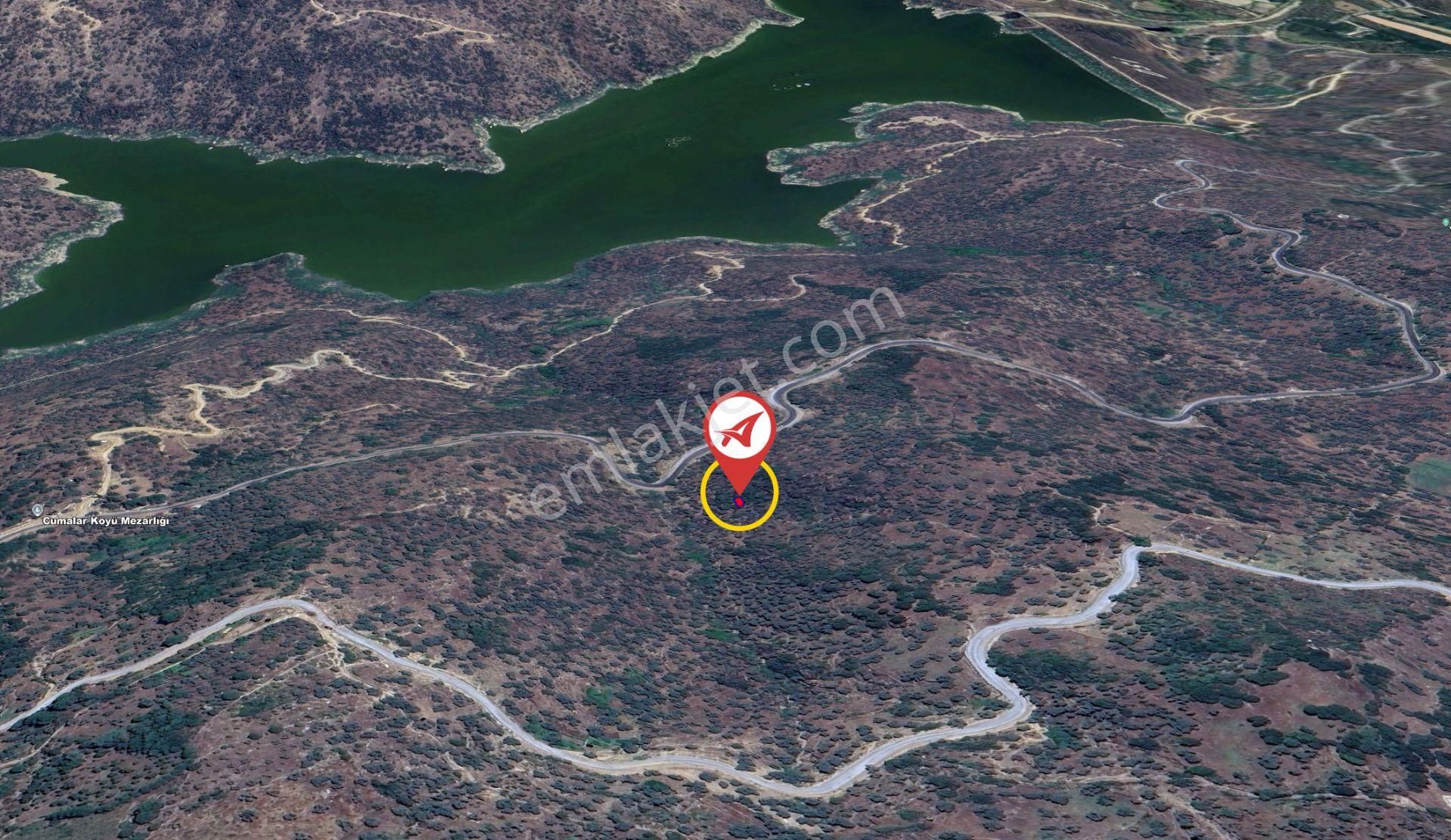 Aydın Karpuzlu Cumalar Satılık 40m2 Zeytinlik - Görsel 2