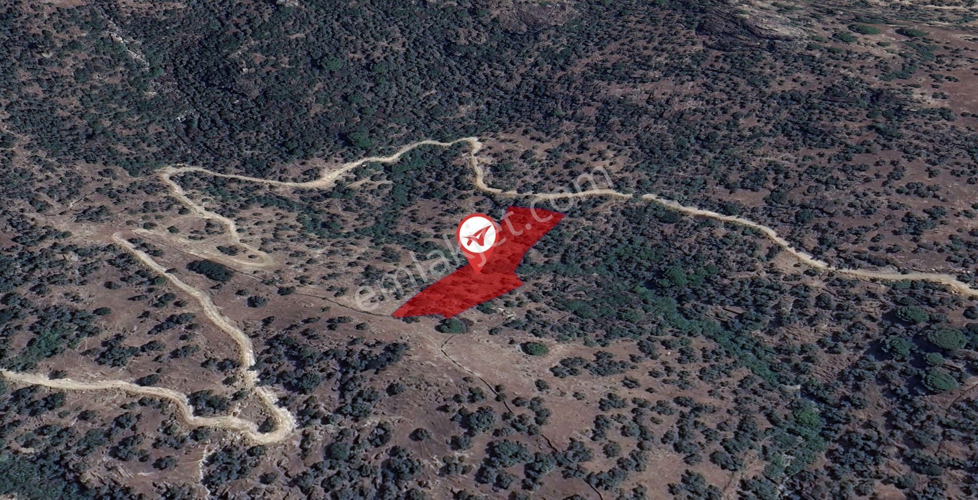 Aydın Söke Kaykıllı Satılık 4428m2 Zeytinlik - Görsel 9