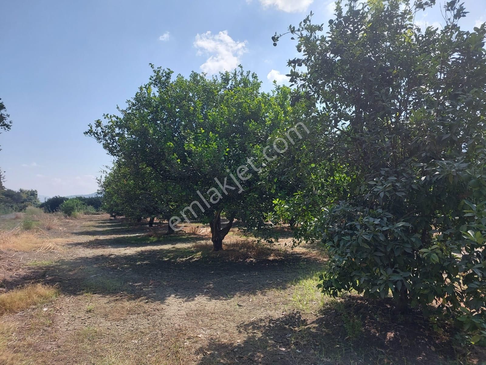 Muğla Okçular Dalyan Sınırında Da 750 M2 Koop Arsası Acil Kelepir Fiyattan Satılık - Görsel 4