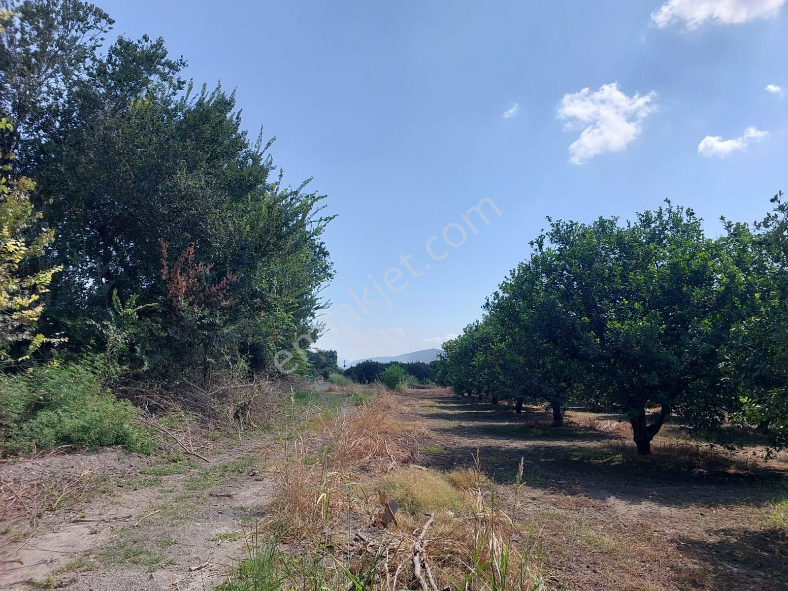 Muğla Okçular Dalyan Sınırında Da 750 M2 Koop Arsası Acil Kelepir Fiyattan Satılık - Görsel 2