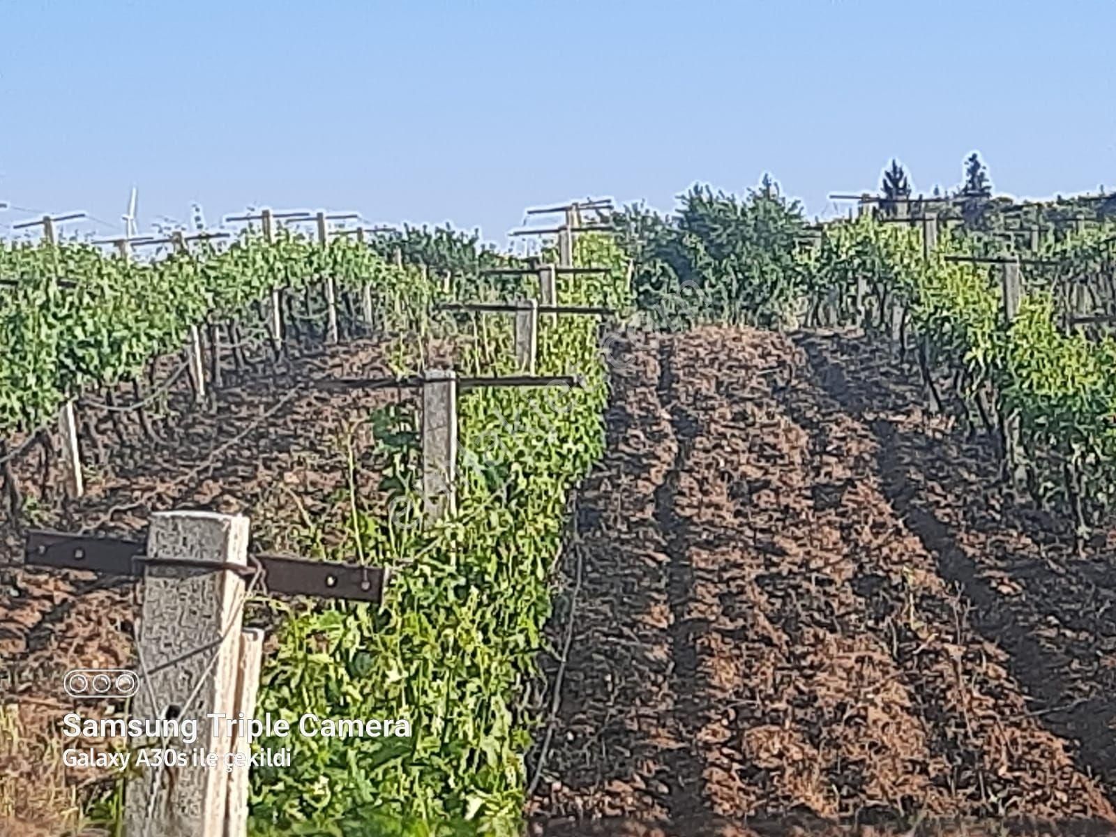 Kuşadası Çınarda Satılık 18.561 M2 Müstakil Parsel Süper Tarla - Görsel 5