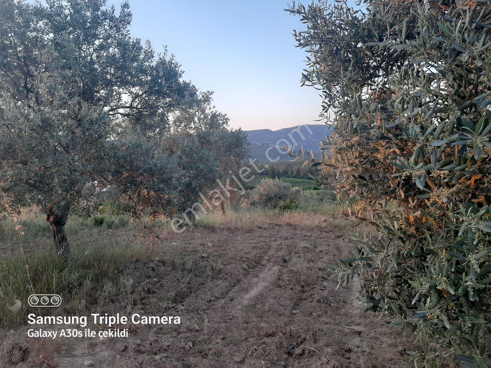 Kuşadası Çınarda Satılık 18.561 M2 Müstakil Parsel Süper Tarla - Görsel 12