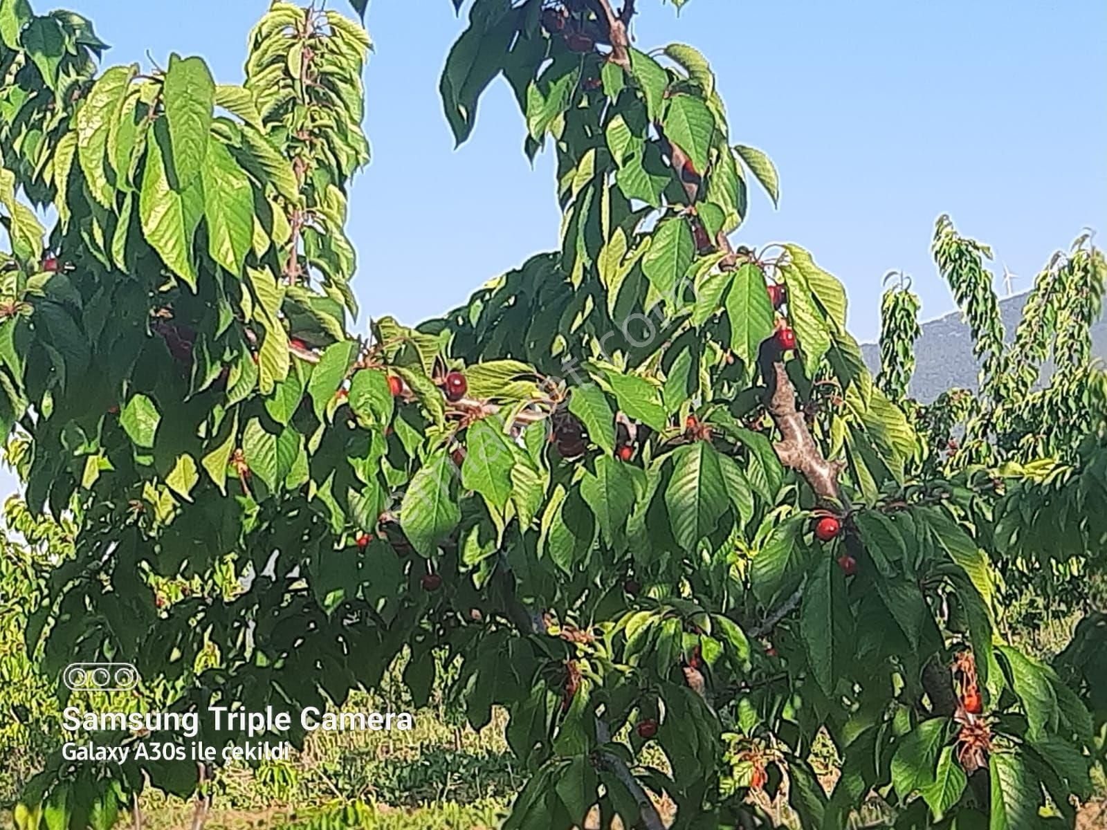 Kuşadası Çınarda Satılık 18.561 M2 Müstakil Parsel Süper Tarla - Görsel 7