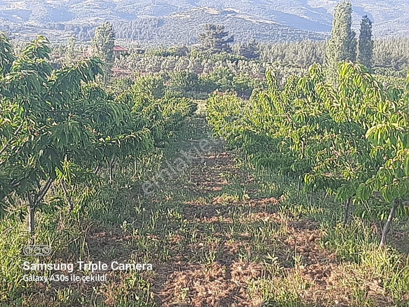 Kuşadası Çınarda Satılık 18.561 M2 Müstakil Parsel Süper Tarla - Görsel 8