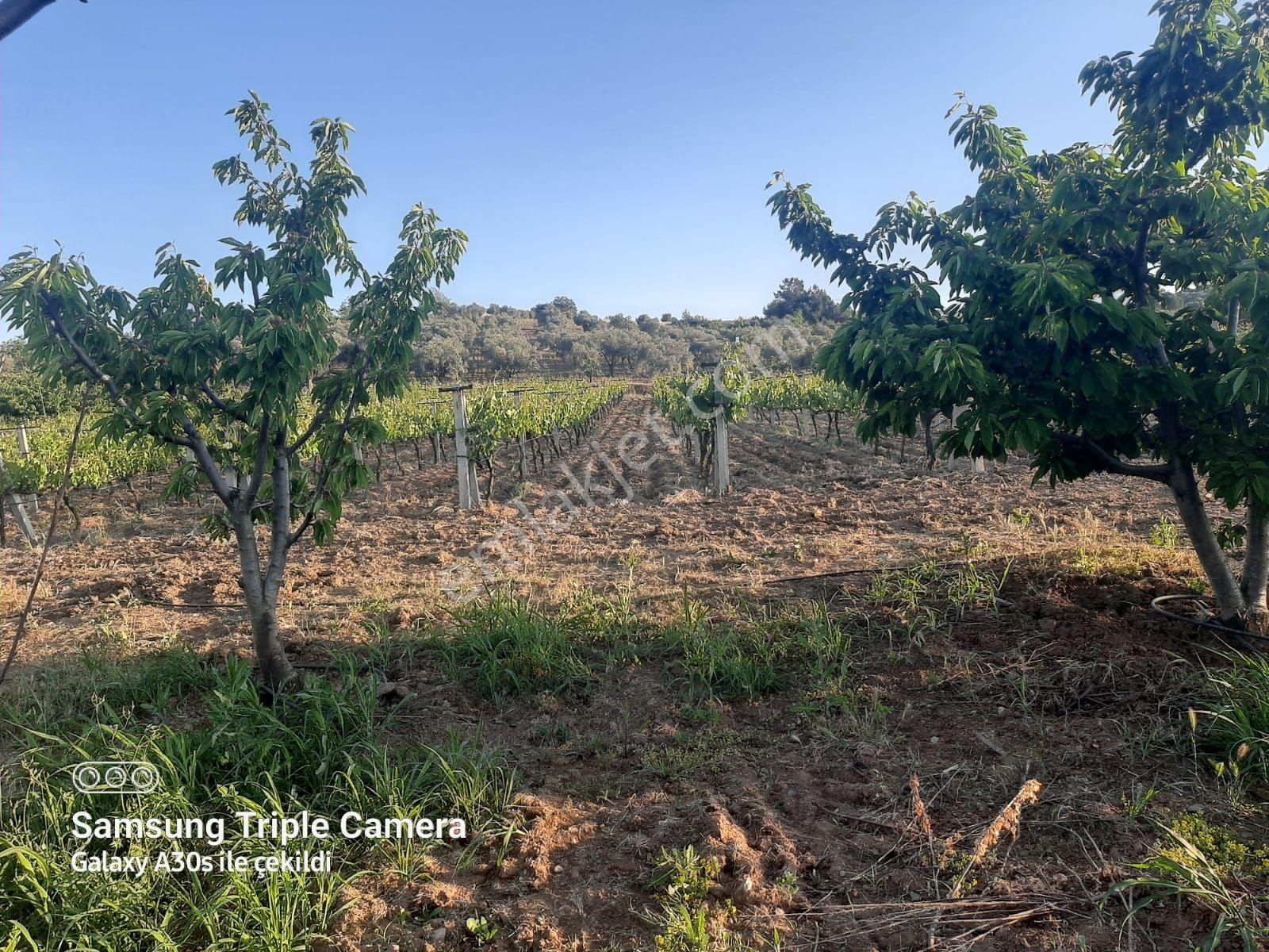 Kuşadası Çınarda Satılık 18.561 M2 Müstakil Parsel Süper Tarla - Görsel 10