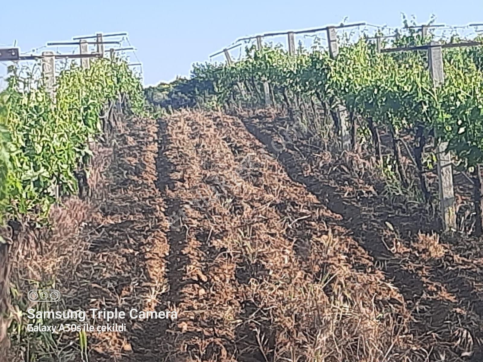 Kuşadası Çınarda Satılık 18.561 M2 Müstakil Parsel Süper Tarla - Görsel 2