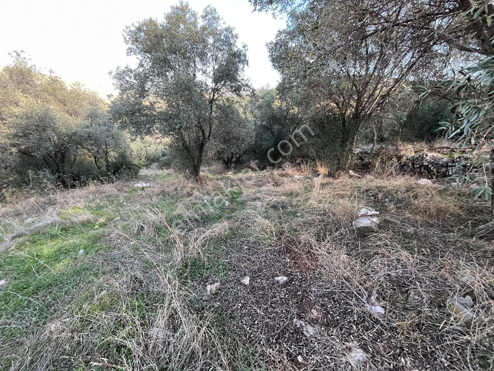Milas Çamovalı'da Satılık 8 Dönüm Arsa - Görsel 9