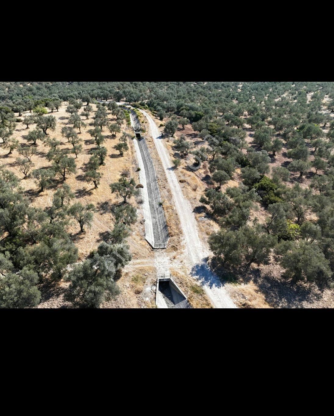 Ayvalık Gazikemalpaşada Sahibinden Satılık Zeytinlik - Görsel 3