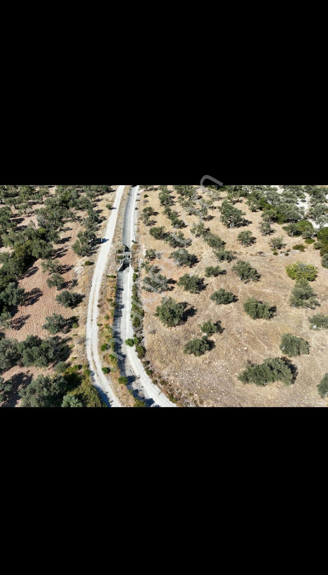 Ayvalık Gazikemalpaşada Sahibinden Satılık Zeytinlik - Görsel 4