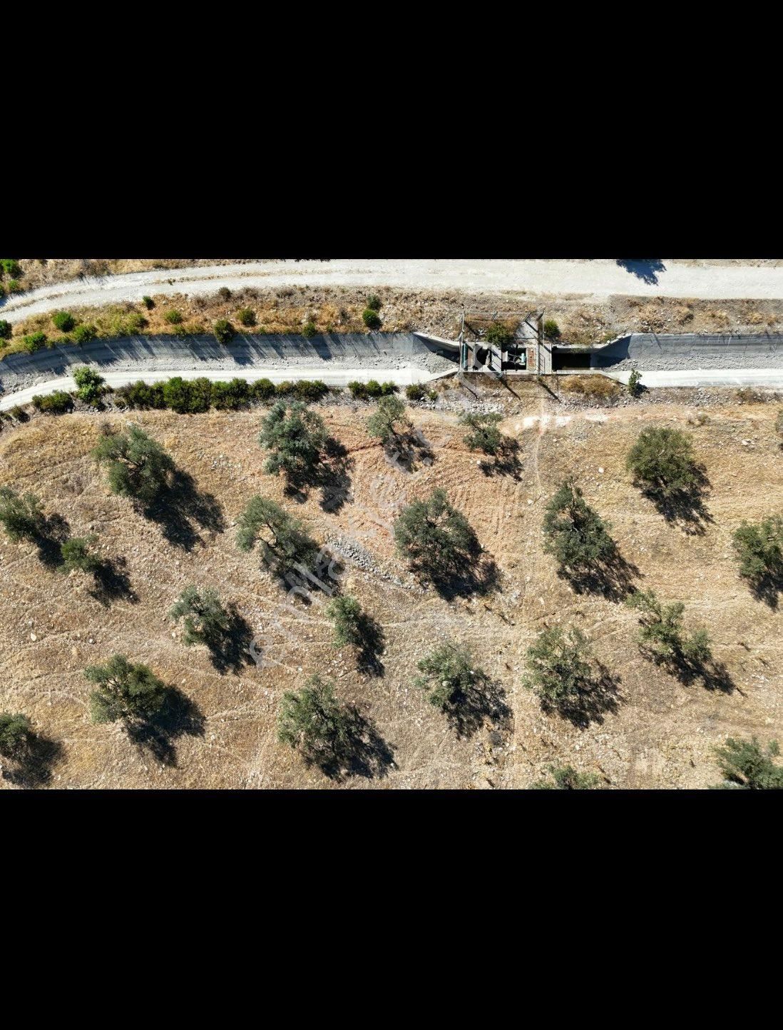 Ayvalık Gazikemalpaşada Sahibinden Satılık Zeytinlik - Görsel 2