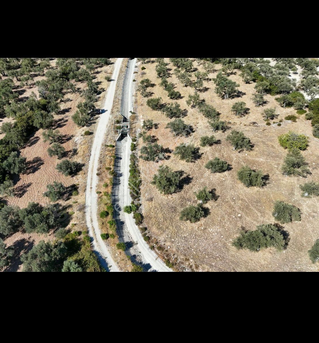 Ayvalık Gazikemalpaşada Sahibinden Satılık Zeytinlik