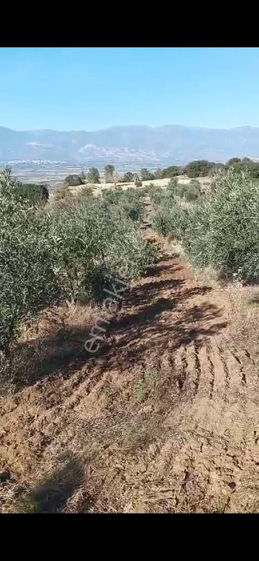 Aydın Nazilli Yöntem Emlaktan Yenipazar Donduran Mahallesinde Satılık Zeytinlik