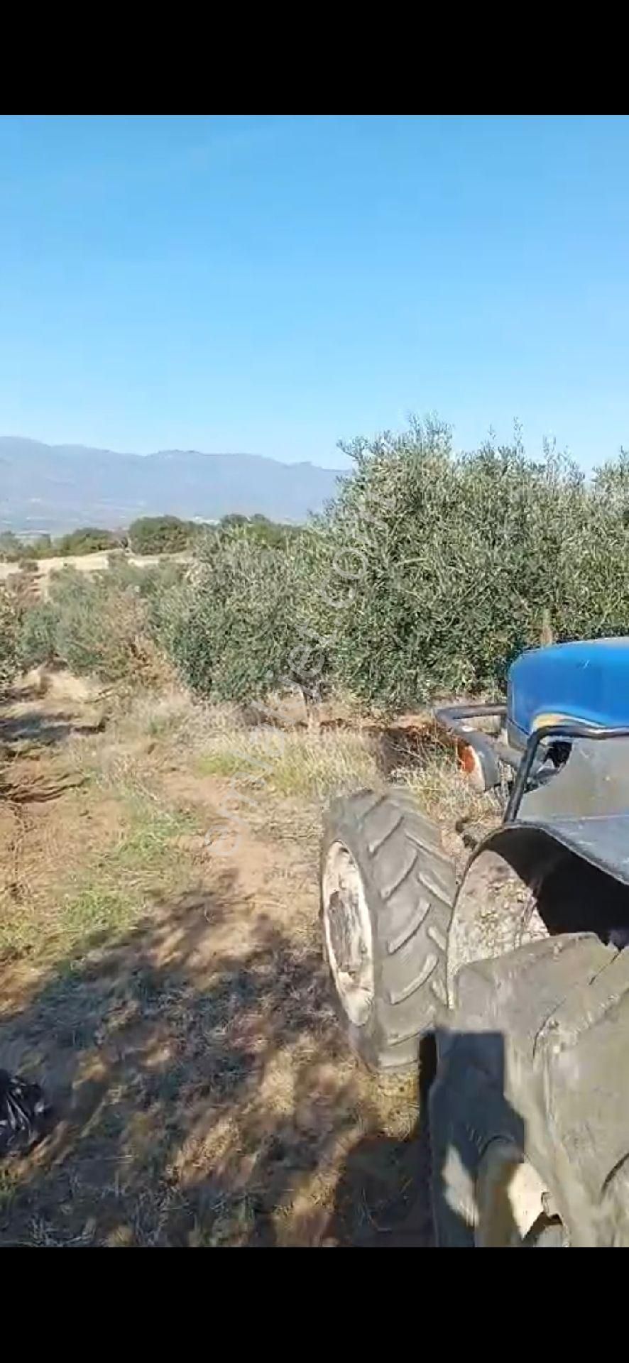 Aydın Nazilli Yöntem Emlaktan Yenipazar Donduran Mahallesinde Satılık Zeytinlik - Görsel 14