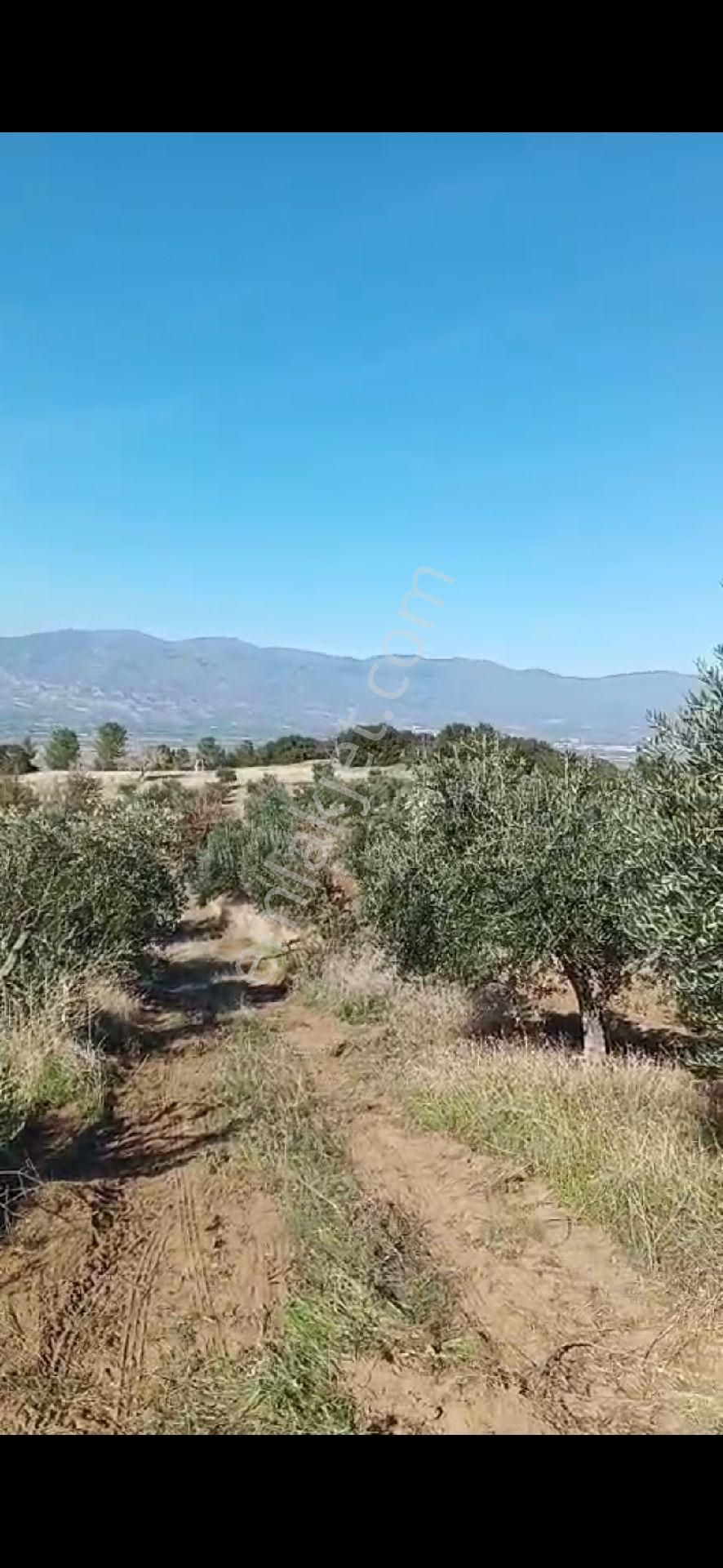Aydın Nazilli Yöntem Emlaktan Yenipazar Donduran Mahallesinde Satılık Zeytinlik - Görsel 12