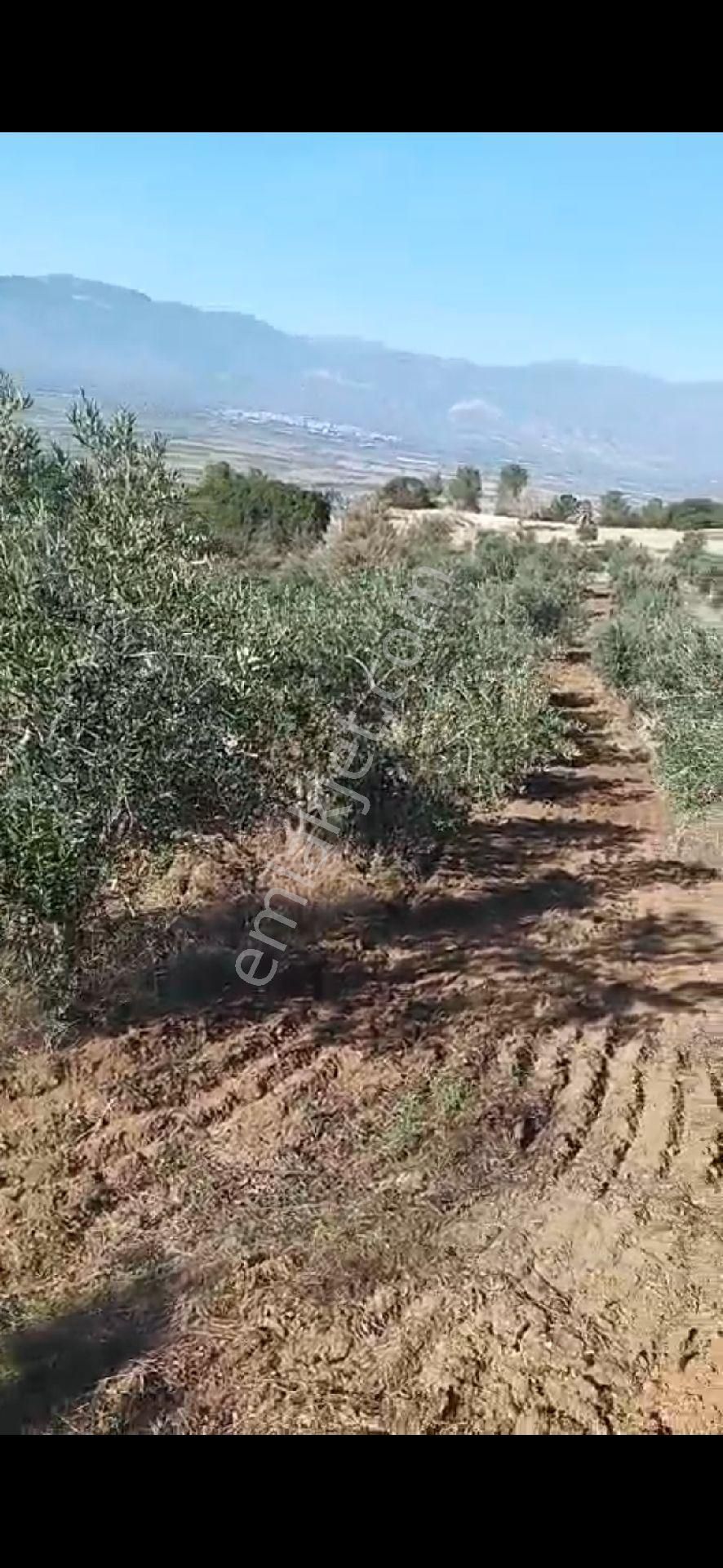 Aydın Nazilli Yöntem Emlaktan Yenipazar Donduran Mahallesinde Satılık Zeytinlik - Görsel 13