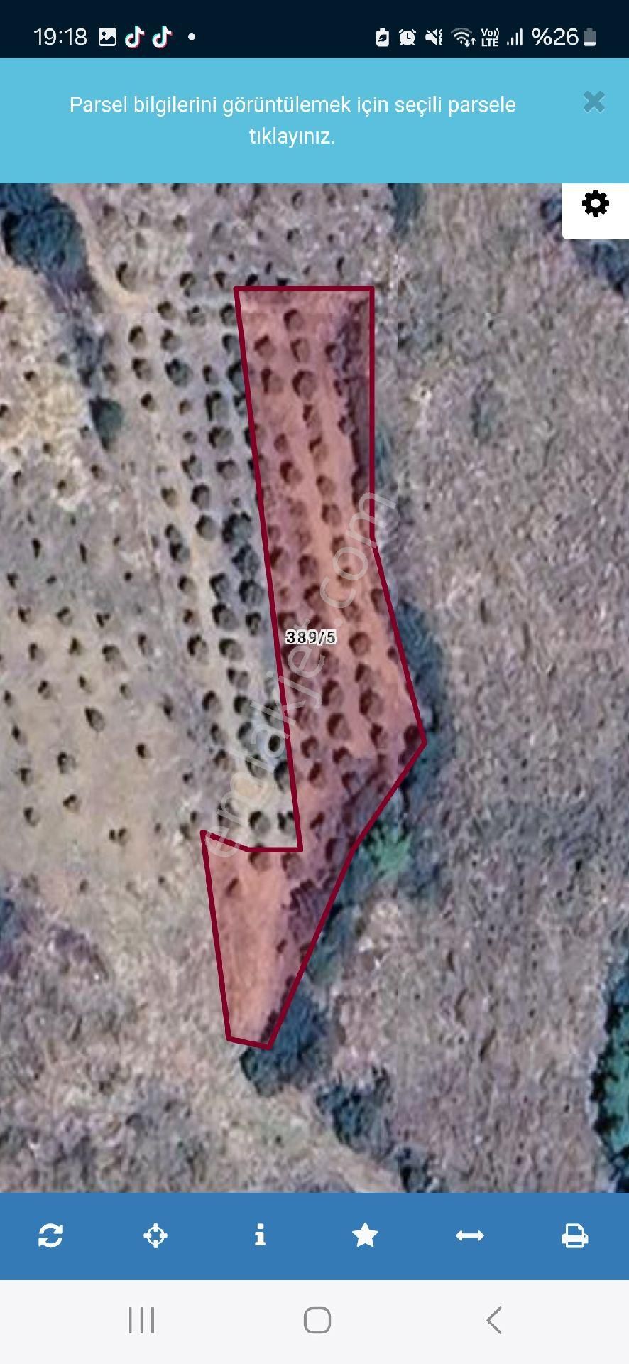 Aydın Nazilli Yöntem Emlaktan Yenipazar Donduran Mahallesinde Satılık Zeytinlik - Görsel 7