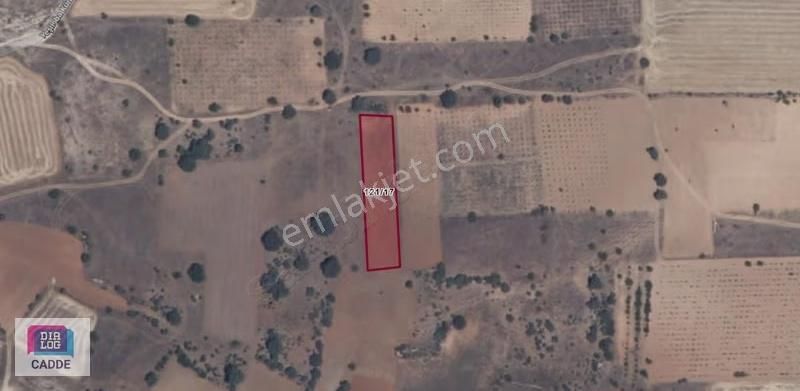 Bekilli'de Satılık Fırsat Tarlalar