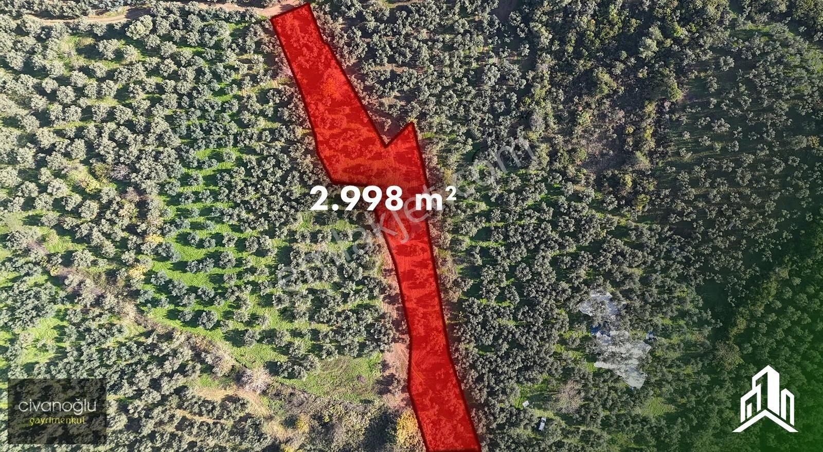Mudanya Talatbey'de 2.998,73m² Zeytinlik - Görsel 2