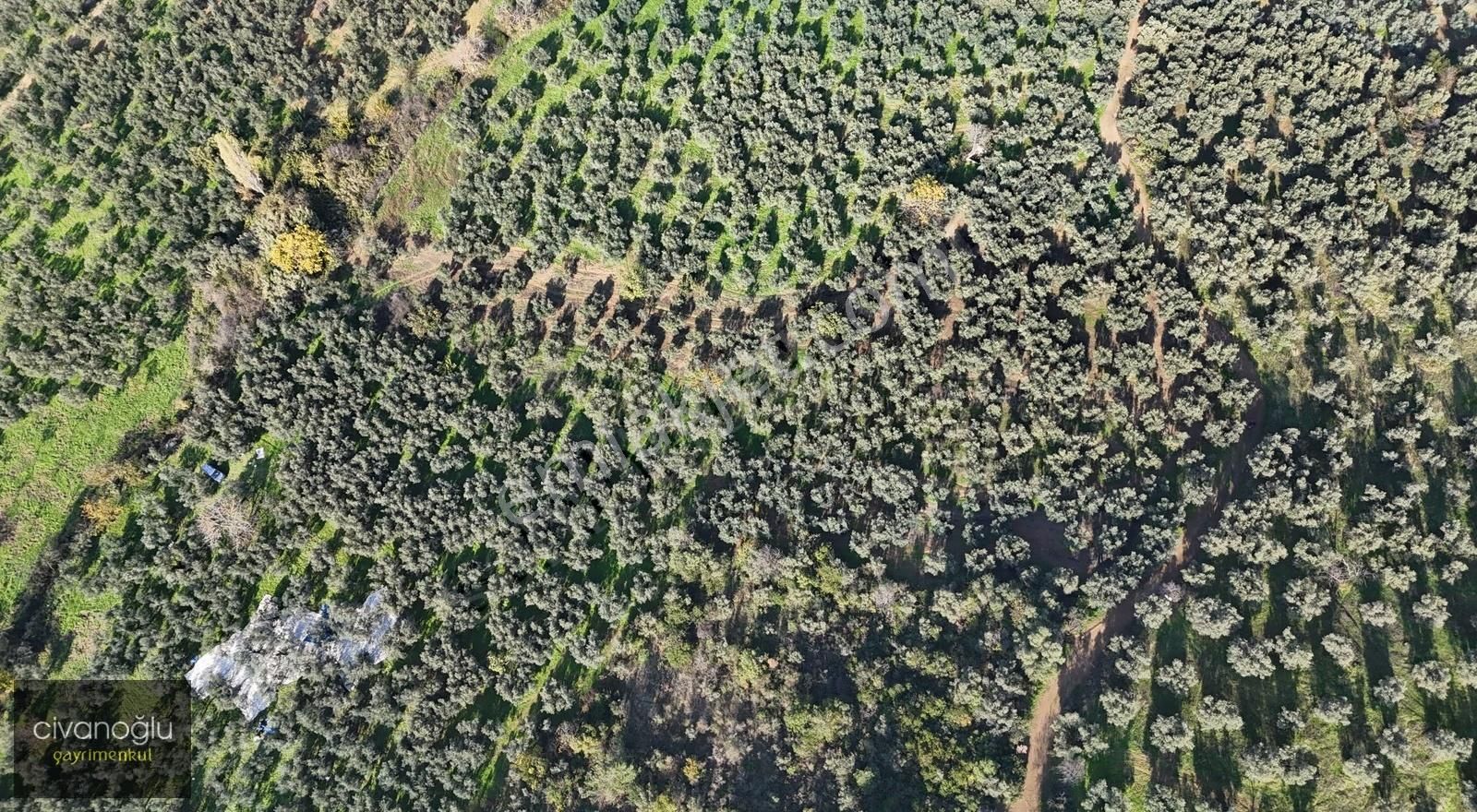 Mudanya Talatbey'de 2.998,73m² Zeytinlik - Görsel 11