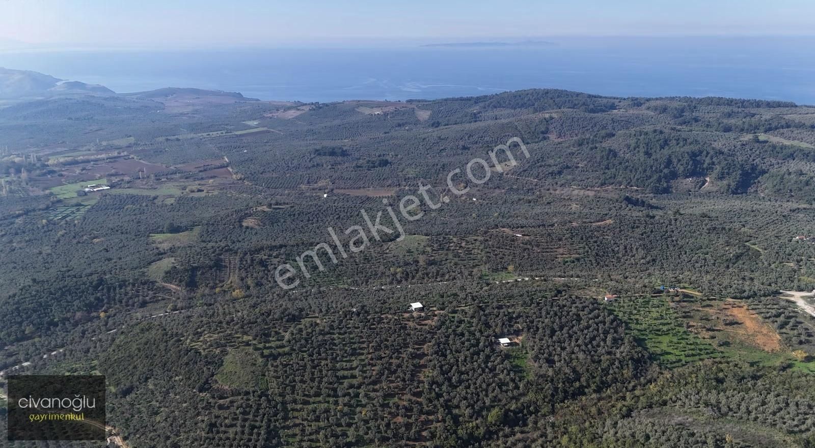Mudanya Talatbey'de 2.998,73m² Zeytinlik - Görsel 6