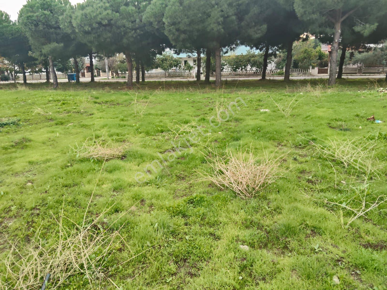 Balıkesir Burhaniye Ören Mahallesinde Bulunan Arsamızsa - Görsel 6