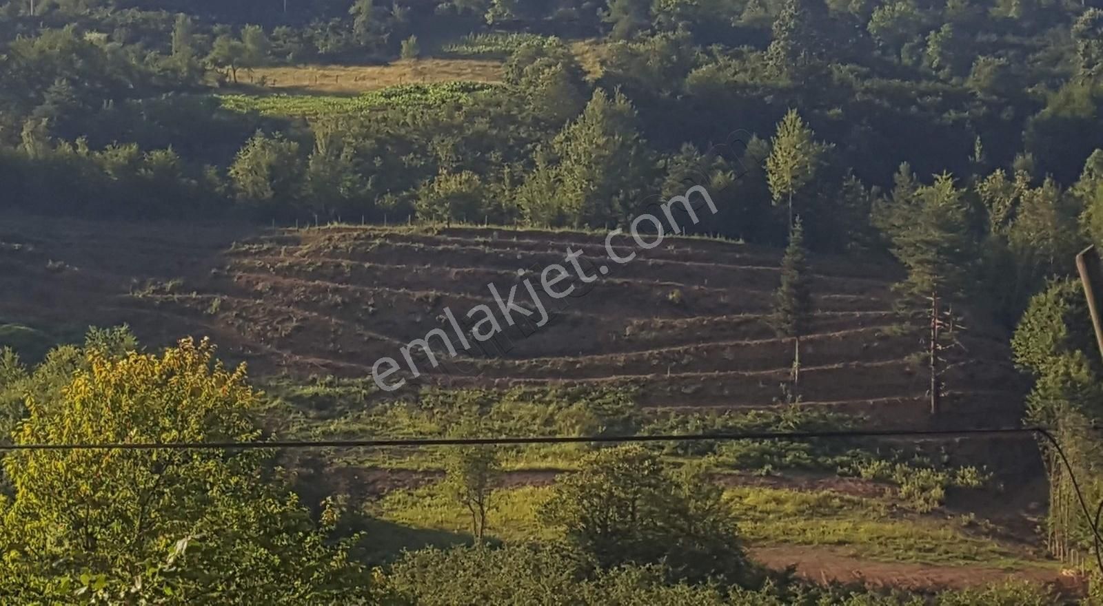 7- Karadere Mah. 11.689m2 İmarlı Satılık Fındık Bahçesi - Görsel 13