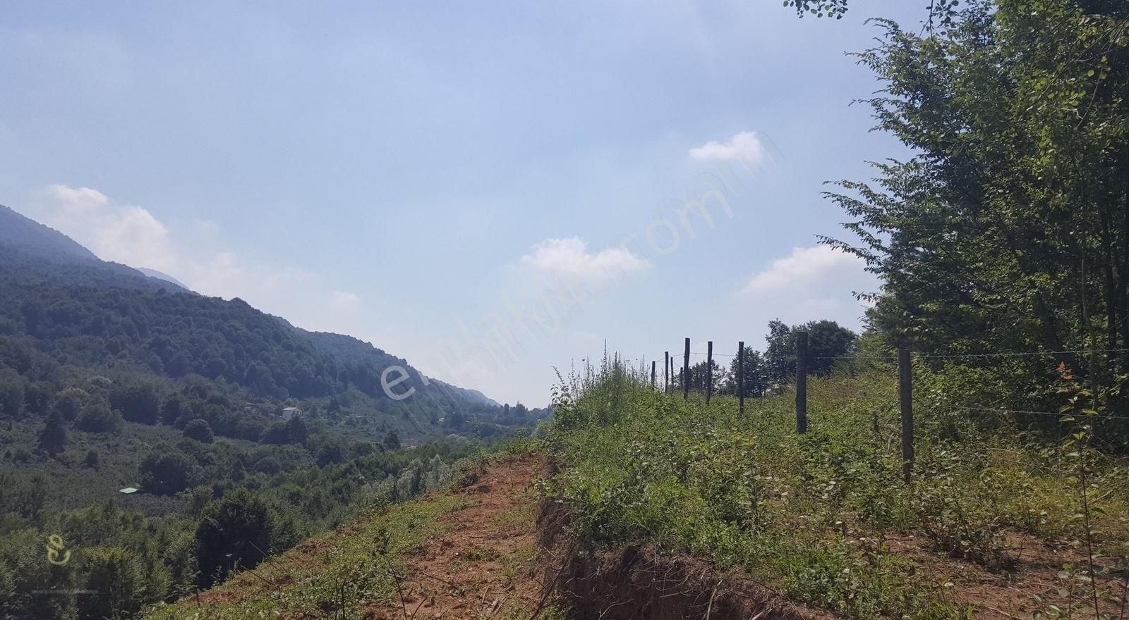 7- Karadere Mah. 11.689m2 İmarlı Satılık Fındık Bahçesi - Görsel 2