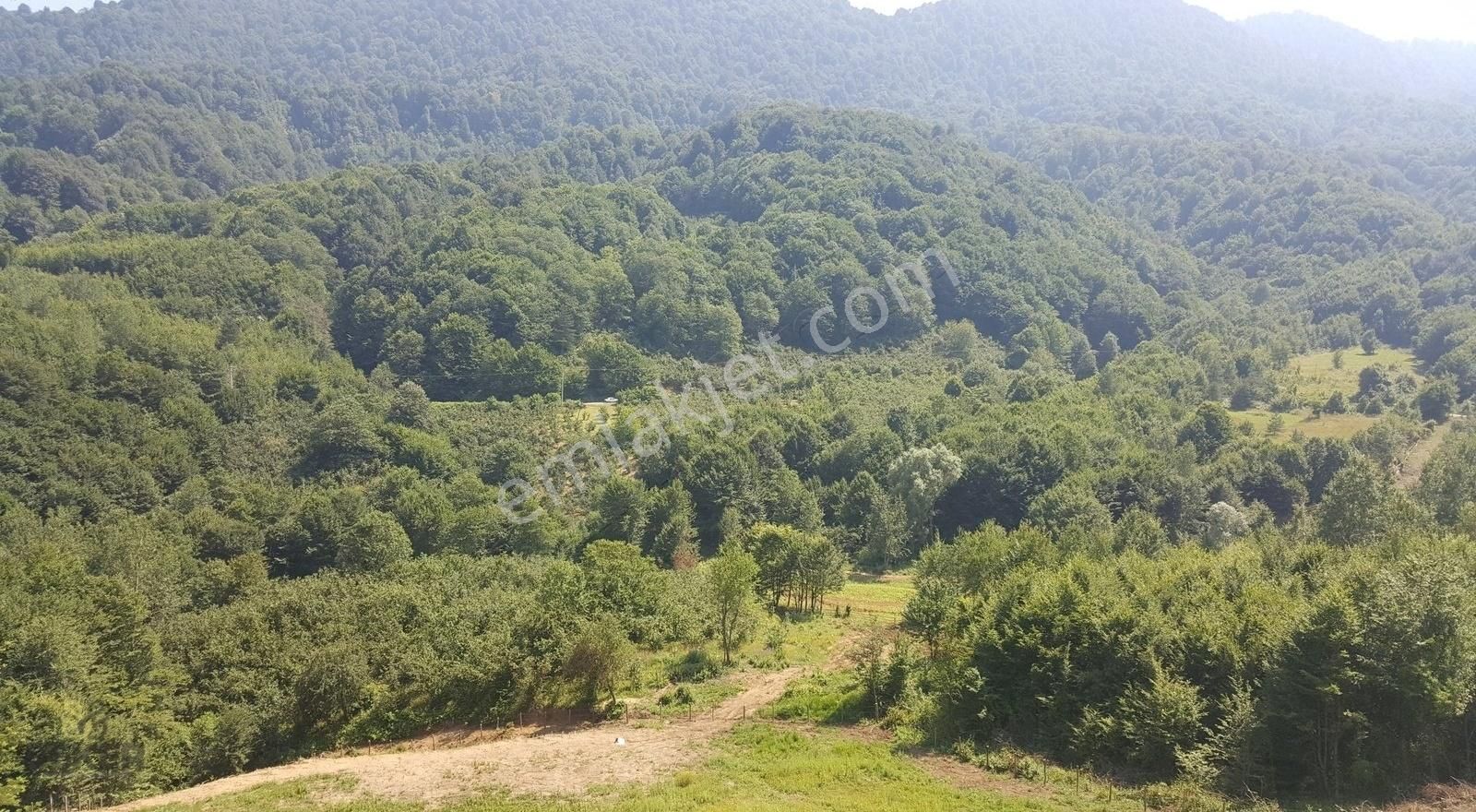 7- Karadere Mah. 11.689m2 İmarlı Satılık Fındık Bahçesi - Görsel 16