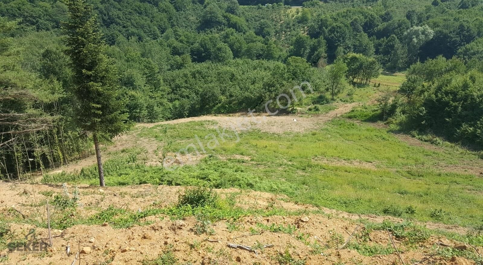 7- Karadere Mah. 11.689m2 İmarlı Satılık Fındık Bahçesi - Görsel 11