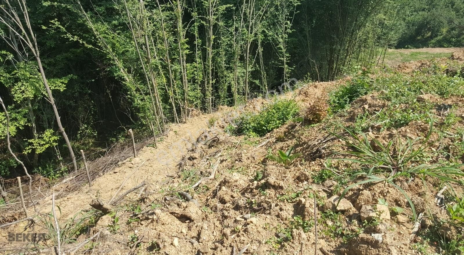 7- Karadere Mah. 11.689m2 İmarlı Satılık Fındık Bahçesi - Görsel 8