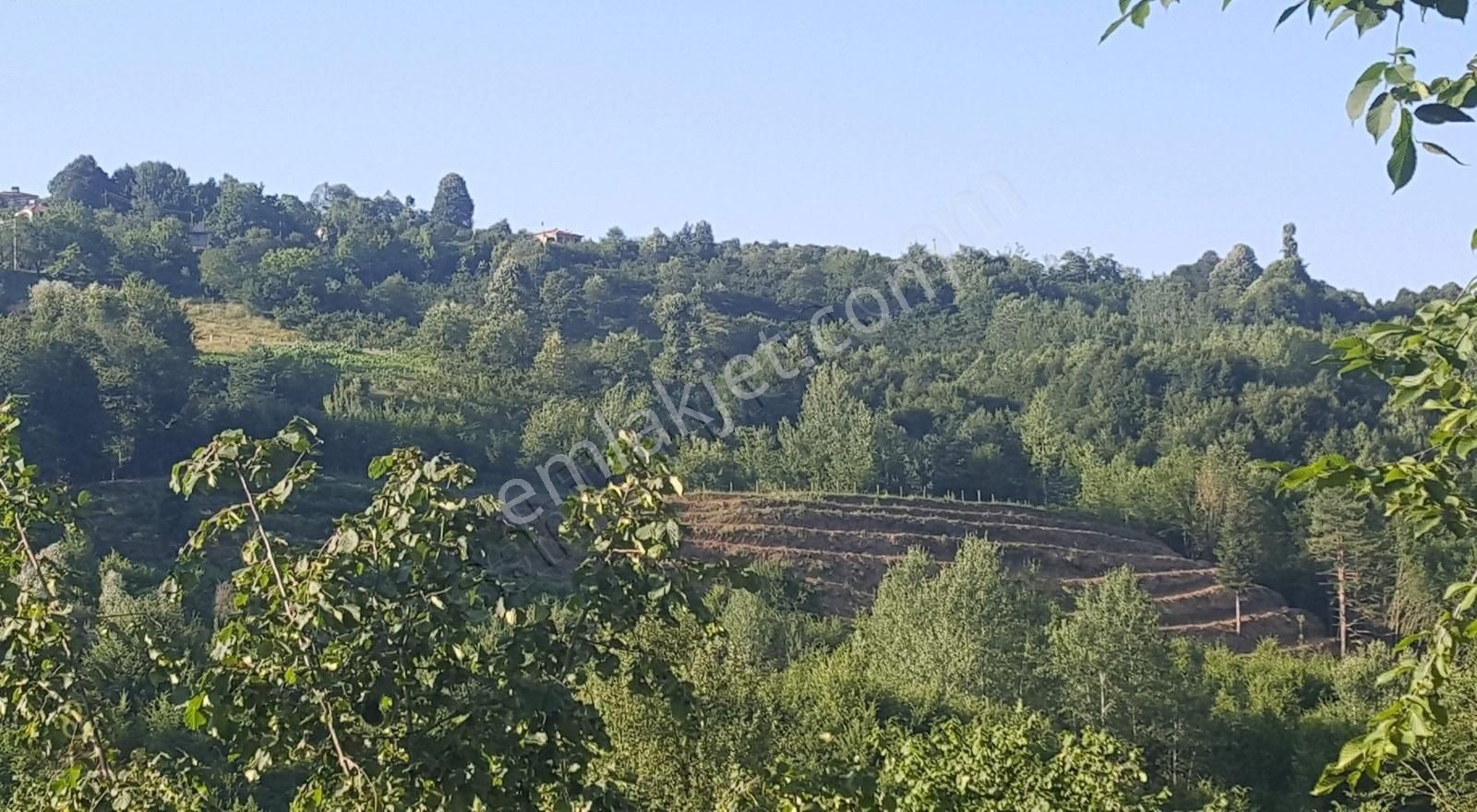 7- Karadere Mah. 11.689m2 İmarlı Satılık Fındık Bahçesi - Görsel 6