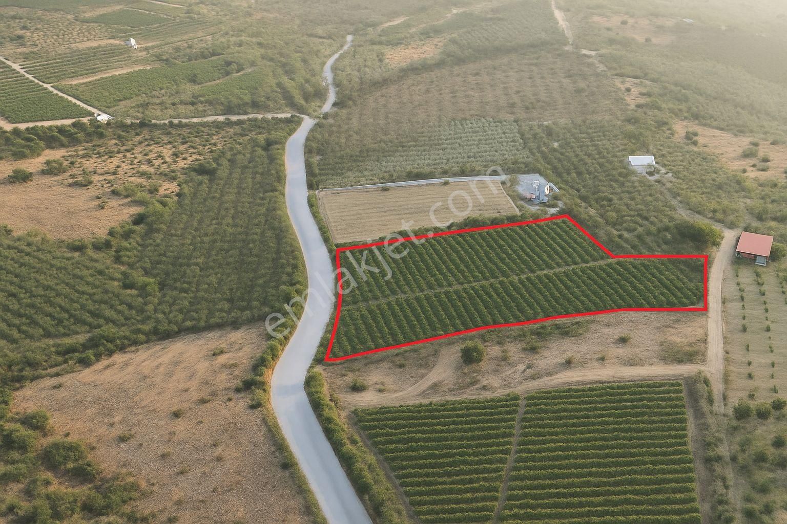 📌🌿 Akdeniz Camili Mahallesi Ana Yol Cepheli 3.600 M² Üzüm Bağı Satılıktır 🌿📌 - Görsel 3