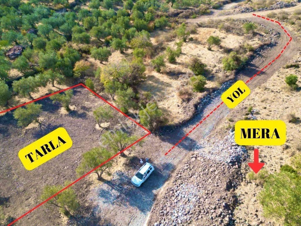 Aliağa Çıtak Köyünde Zeytinlik - Görsel 3