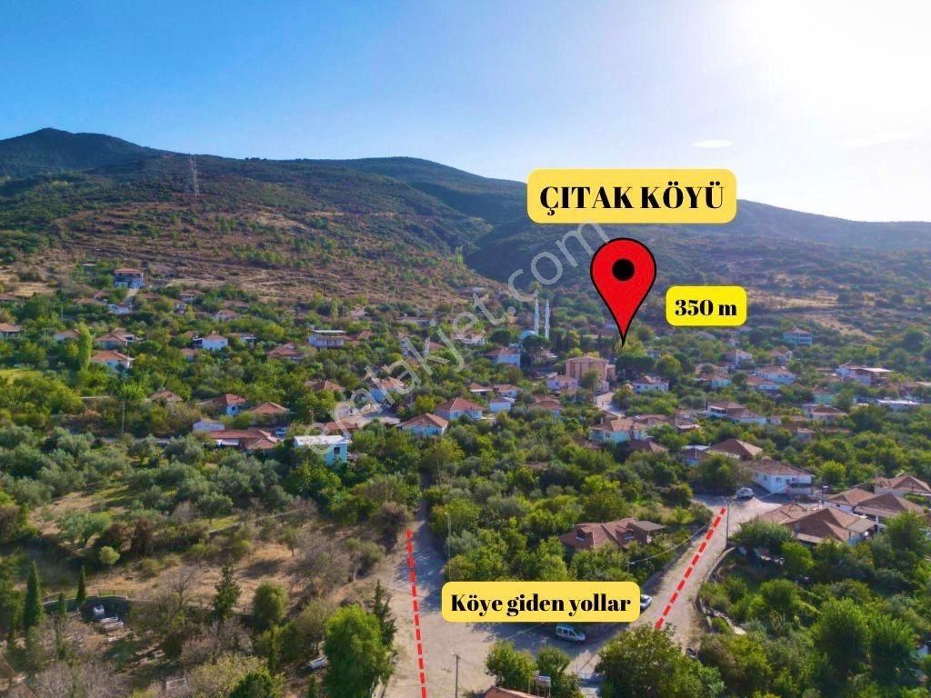 Aliağa Çıtak Köyünde Zeytinlik