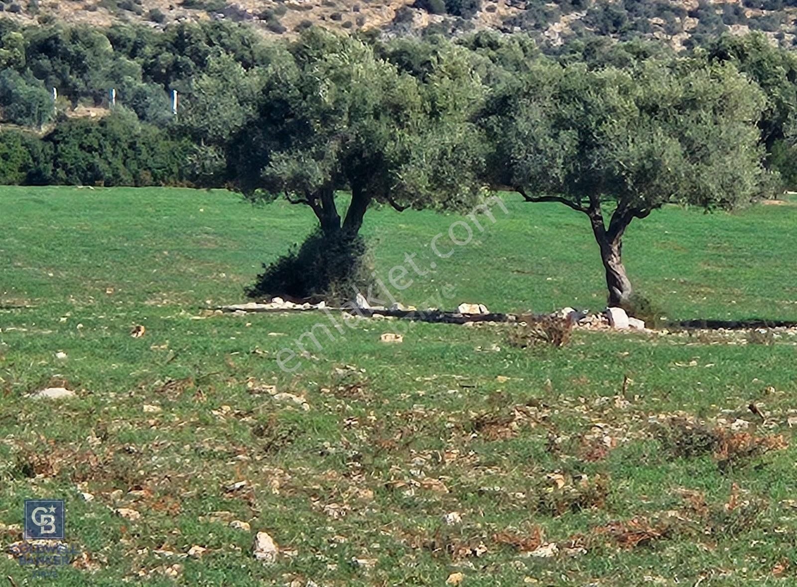 Didim Satılık 25.000 M2 Tarla 109.000.000 Tl - Görsel 15