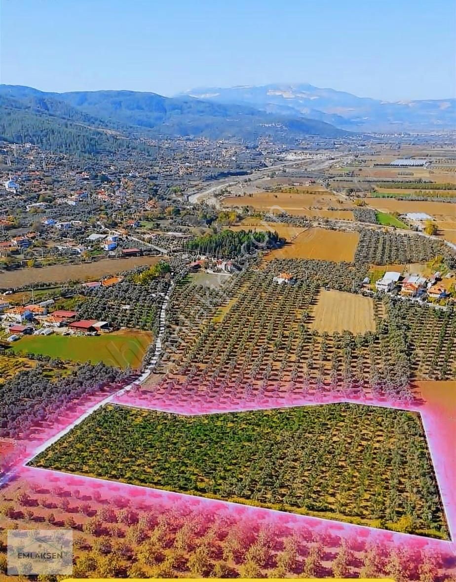Verimli Ve Yüksek Getirili Bahçe Zeytinlik - Görsel 4