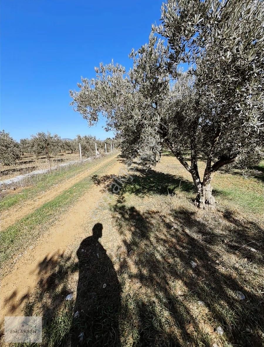 Verimli Ve Yüksek Getirili Bahçe Zeytinlik - Görsel 7