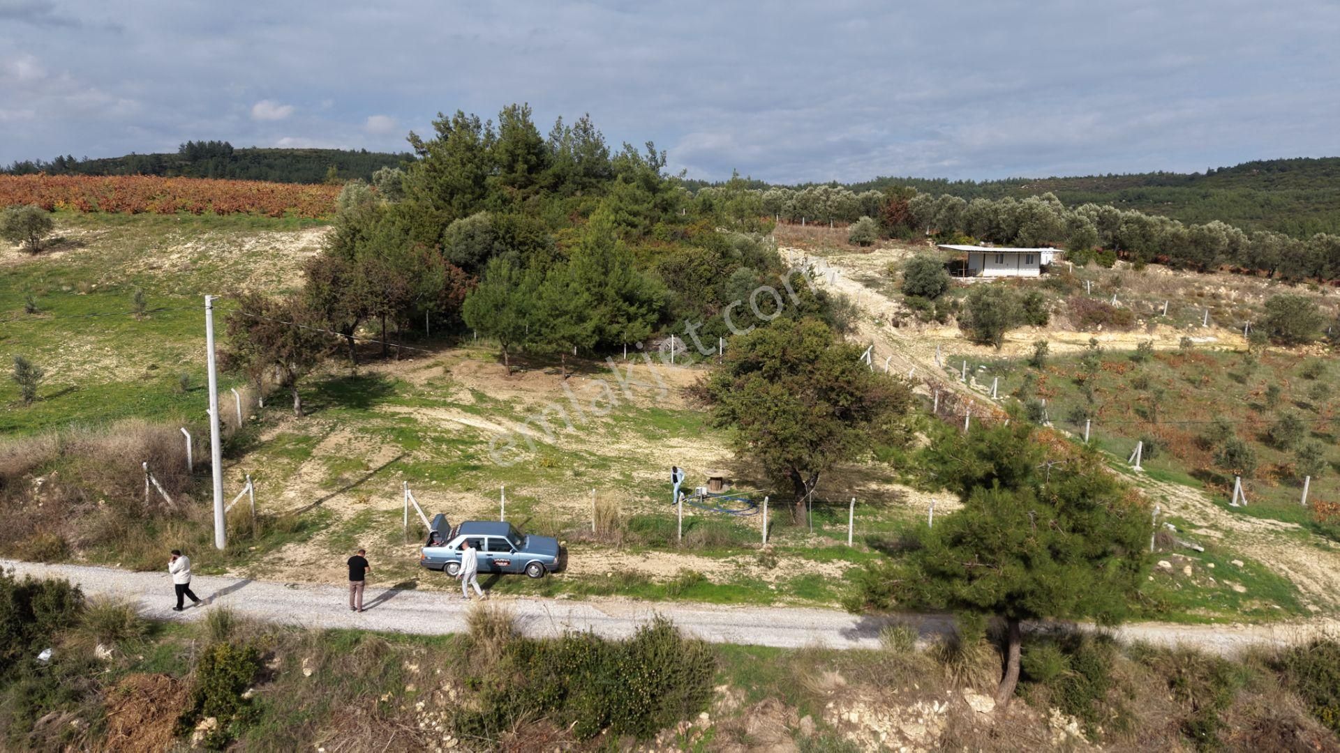 İzmir Çatalcada Satılık Tektapu 1.005 M2 Köye Yakın Elektrik Sulu Çevrili Bahçe - Görsel 2