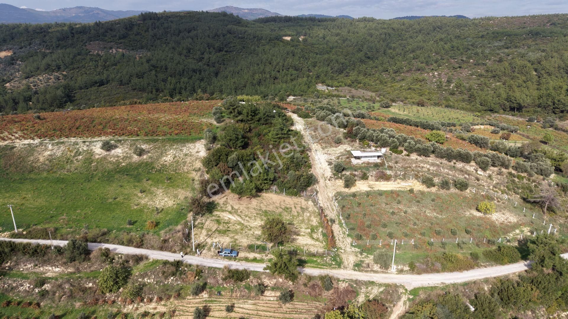 İzmir Çatalcada Satılık Tektapu 1.005 M2 Köye Yakın Elektrik Sulu Çevrili Bahçe - Görsel 5