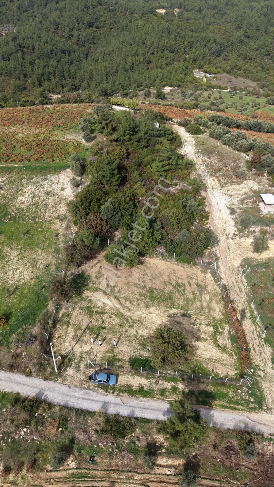 İzmir Çatalcada Satılık Tektapu 1.005 M2 Köye Yakın Elektrik Sulu Çevrili Bahçe - Görsel 19