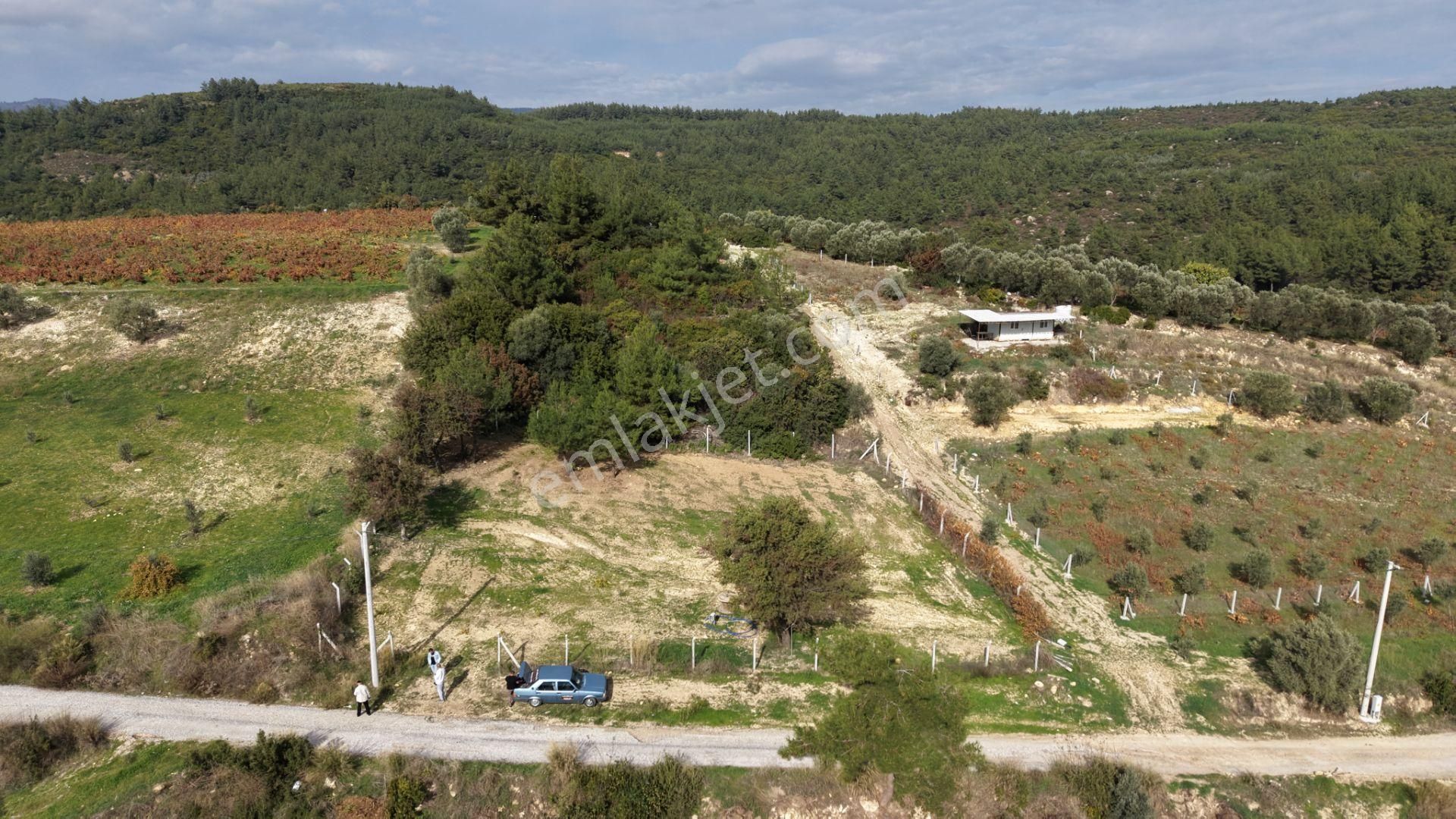 İzmir Çatalcada Satılık Tektapu 1.005 M2 Köye Yakın Elektrik Sulu Çevrili Bahçe - Görsel 13