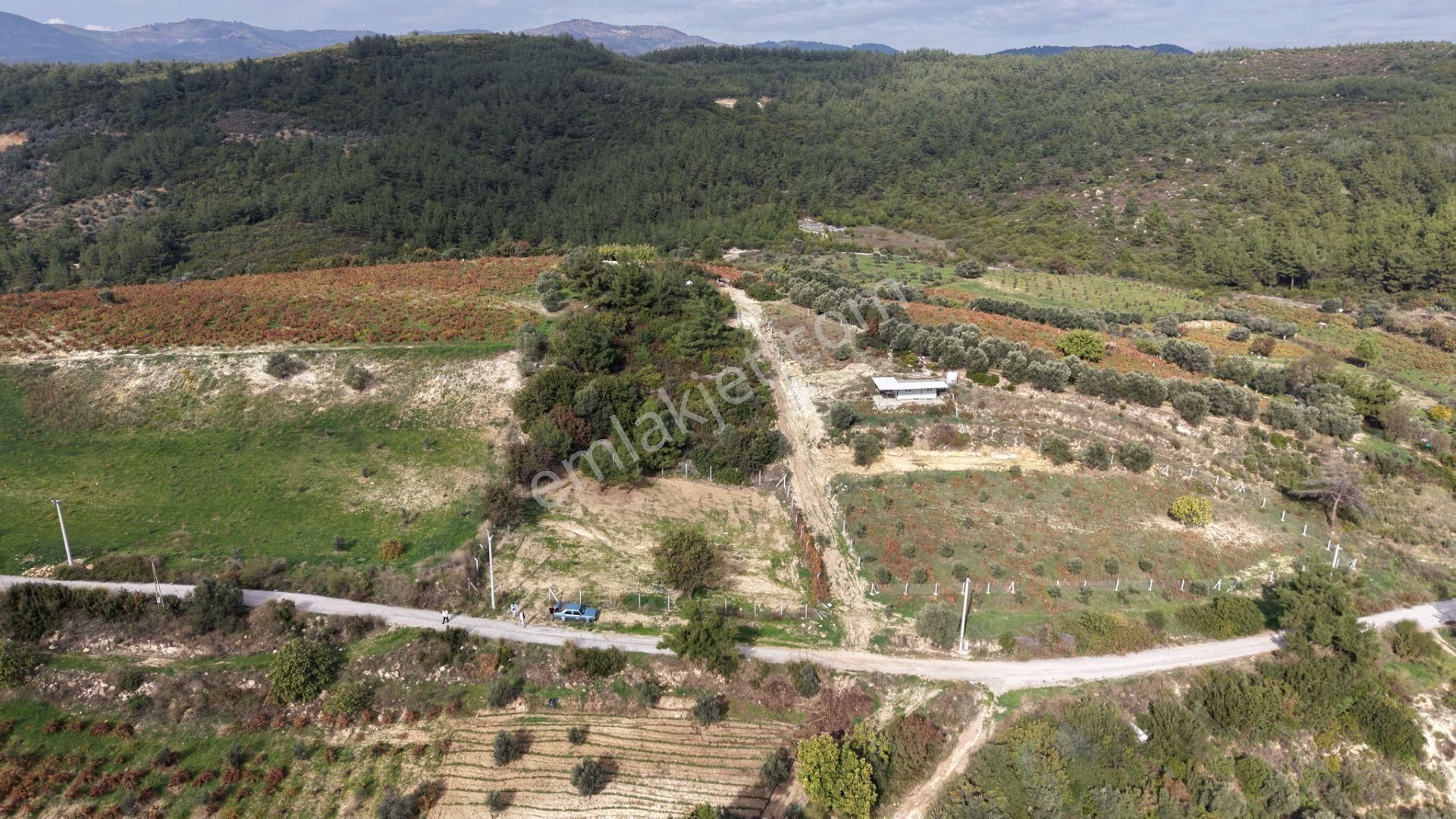 İzmir Çatalcada Satılık Tektapu 1.005 M2 Köye Yakın Elektrik Sulu Çevrili Bahçe - Görsel 6