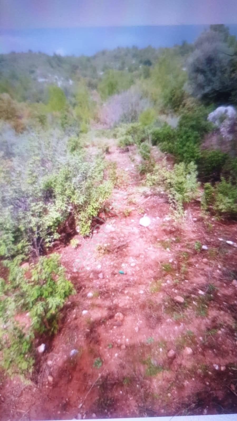 ✅alanya ✅orhan Köy ✅satılık 9.419m2 Tarla - Görsel 3